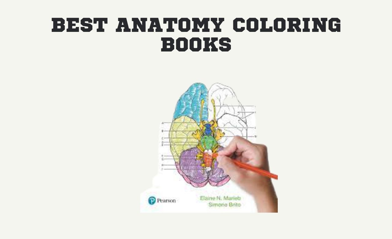 Best Anatomy Coloring Books